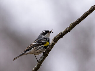 yellow rumped Warbler caught insect for a tasty snack.