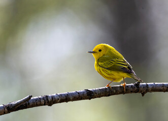 Yellow Warbler perched on a tree branch