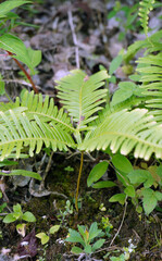 Lush Wild Flora: Vibrant green wild plants thriving in a dense forest. Perfect for nature, ecology,...