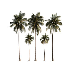 Majestic Palm Trees on Transparent Background Tropical Paradise