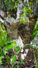 Textured Tree Bark: Close-up of rugged tree bark, showcasing intricate textures & natural patterns. Perfect for nature, abstract, and organic background visuals