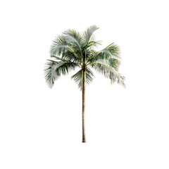 Isolated Palm Tree on Transparent Background Tropical Paradise Symbol
