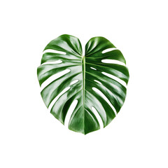 Vibrant Green Monstera Deliciosa Leaf Isolated on Transparent Background