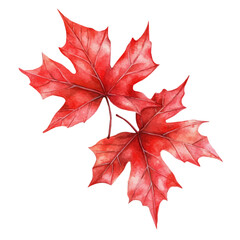 watercolor of Bright Red Maple Leaves, vector high quality, isolated on a white background.