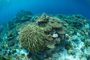Reef-building corals compete for space to grow on a remote atoll in Wakatobi National Park, Indonesia. This area, off the coast of Sulawesi, is known for its extraordinary marine biodiversity.