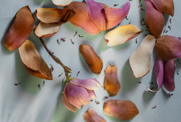 magnolia petals and flowers on blue paper background