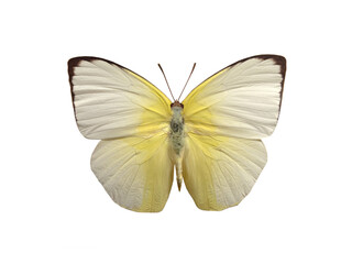 butterfly Catopsilia pomona isolated on white background