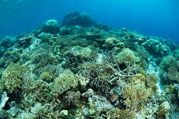 Reef-building corals compete for space to grow on a remote atoll in Wakatobi National Park, Indonesia. This area, off the coast of Sulawesi, is known for its extraordinary marine biodiversity.