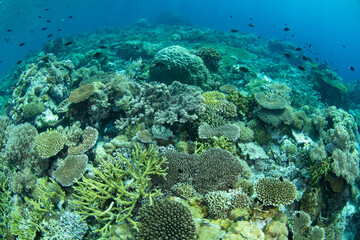 Reef-building corals compete for space to grow on a remote atoll in Wakatobi National Park, Indonesia. This area, off the coast of Sulawesi, is known for its extraordinary marine biodiversity.