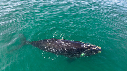 Baleia Franca, a Brazilian whale with her call in Florianopolis, Brazil. Right whales swimming near the coast of Florianopolis with their calves. Aerial view.