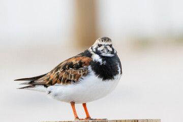 Ruddy turnstone perching on wooden post, winter plumage
