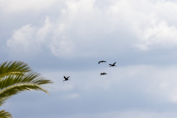 Glossy ibis birds flying in cloudy sky with palm tree