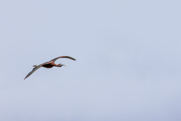 Glossy ibis flying in a clear sky with spread wings
