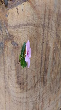 Un primer plano de una flor de color Rosado en movimiento colocada en una table de madera. Video vertical