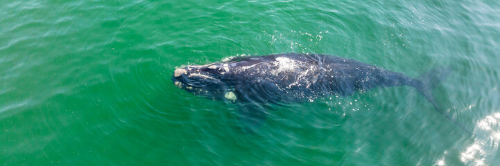 Baleia Franca, a Brazilian whale with her call in Florianopolis, Brazil. Right whales swimming near the coast of Florianopolis with their calves. Aerial view.