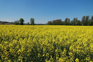 Field of yellow flowers with a blue sky in the background