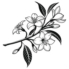 Line art reveals black floral branch featuring open flowers and pointed leaves in silhouette