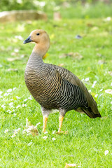 Ruddy headed goose standing on green grass in parque da paz