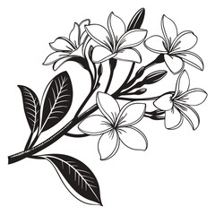 Black and white line drawing presents a flowering branch with beautiful frangipani blossoms