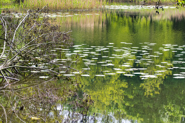 the area around the river with lush vegetation and reeds in the spring sun, the protected area of ​​Cybina Valley, Poznań