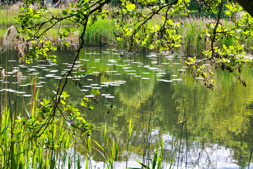 the area around the river with lush vegetation and reeds in the spring sun, the protected area of ​​Cybina Valley, Poznań