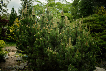 Pine in spring in the botanical garden