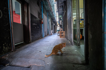 Domestic cat sitting on the alley street