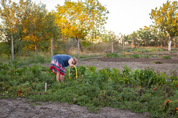 An elderly woman waters tomatoes in a vegetable garden in summer.