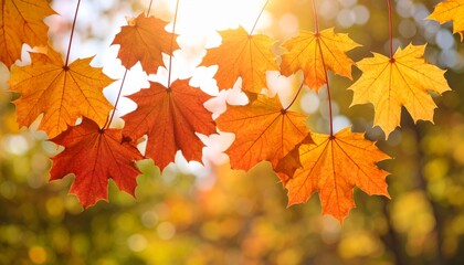 Bright orange and yellow autumn maple leaves hang against a blurred sunlit background, capturing the essence of fall.