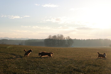 Three dogs are running in a field with a beautiful blue sky in the background