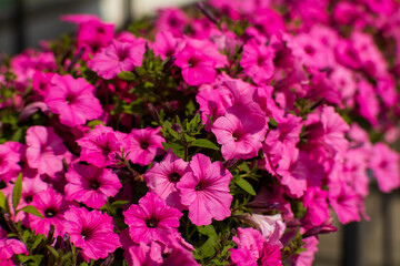 Fototapeta premium Close-up of blooming pink petunia flowers in full sunlight.