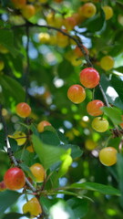 Yellow-red cherry plums growing on a sunny tree, perfect for seasonal food projects.