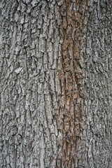 Makroaufnahme der Baumrinde einer Ungarischen Eiche (Quercus frainetto)