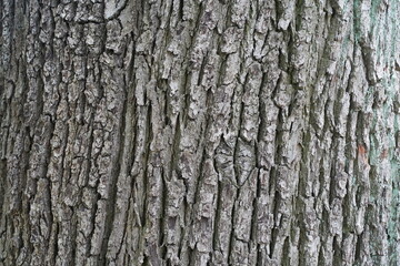 Makroaufnahme der Baumrinde einer Ungarischen Eiche (Quercus frainetto)