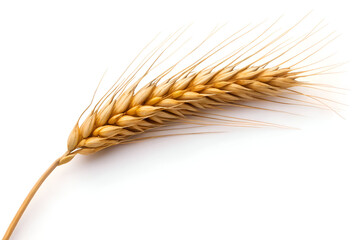 Golden Wheat Ear Isolated on White Background Perfect for Agriculture Food and Bakery Designs