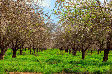 Fototapeta premium Green grass blooms
