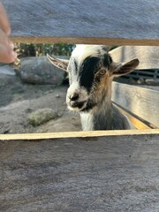 goat on the farm