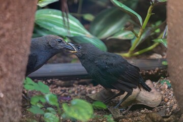 Two birds standing on ground next to each other. feeding little one.