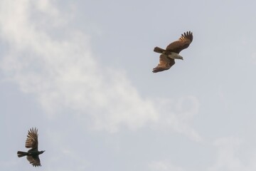 Crow chasing away flying Eagle