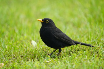 Male Common Blackbird (Turdus merula) Turdidae family. Hanover, Germany.