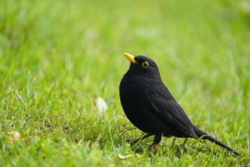 Male Common Blackbird (Turdus merula) Turdidae family. Hanover, Germany.