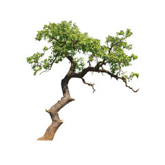 Isolated Green Leafy Tree with Twisted Trunk on Transparent Background