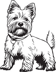 cute standing West Highland White Terrier dog