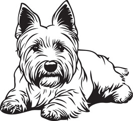 adorable West Highland White Terrier dog