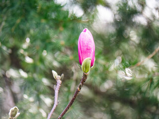 Elegant pink magnolia bud amidst lush greenery in early spring