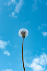 Fototapeta premium Dandelion against a clear blue sky during springtime