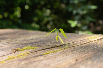 Small sprout emerges from weathered wood in a tranquil forest setting