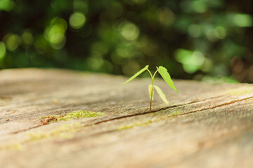 New life emerges from weathered wood in a serene forest environment