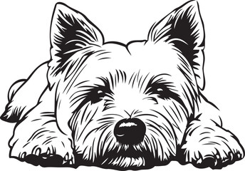 black and white West Highland White Terrier dog