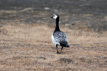 Bernache nonnette, Branta leucopsis, Barnacle Goose, Longyearbyen, Spitzberg, Svalbard, Norvège